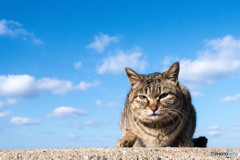 飛行隊のネコさん（13）
