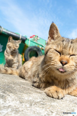 テヘペロ。にゃー
