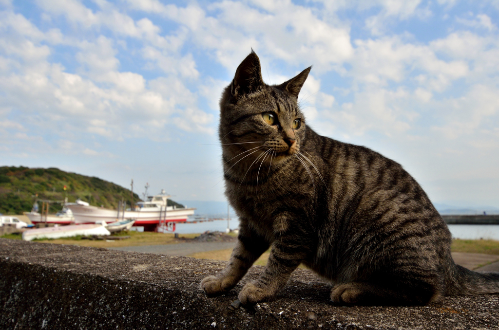 島のしましまニャン次郎