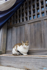 初詣にいらっしゃい