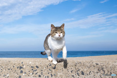 レッツゴー！（1）