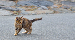 島のおちびさん 島のおちびさん