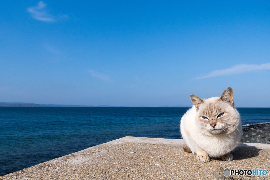 海辺のシャーミーちゃん