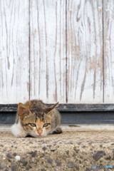 ちょいねむ