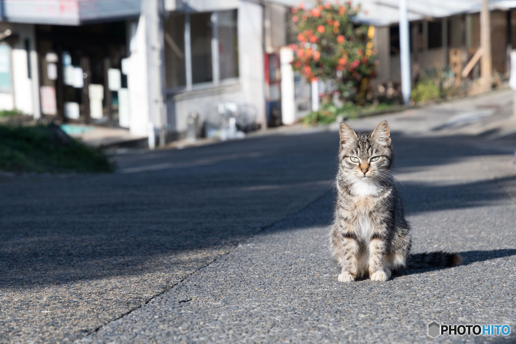 かわいく撮ってくださいニャ