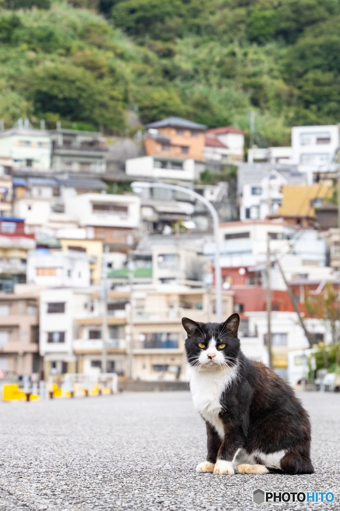 はっちゃんはステキ野郎