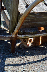 見つかったな？