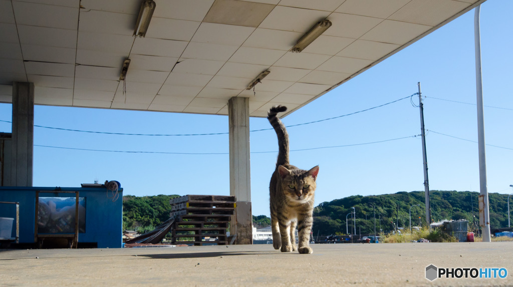 しっぽ大王