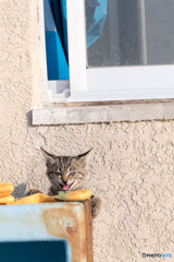 ニャハハ