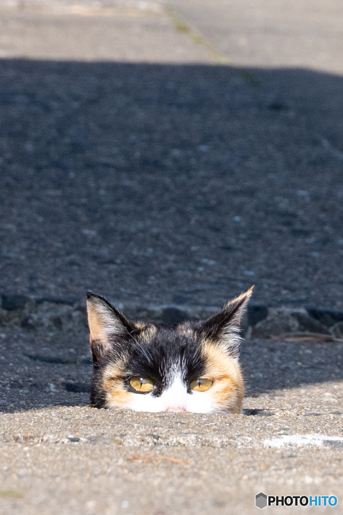 にゅ