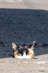 にゅ