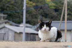はっちゃん