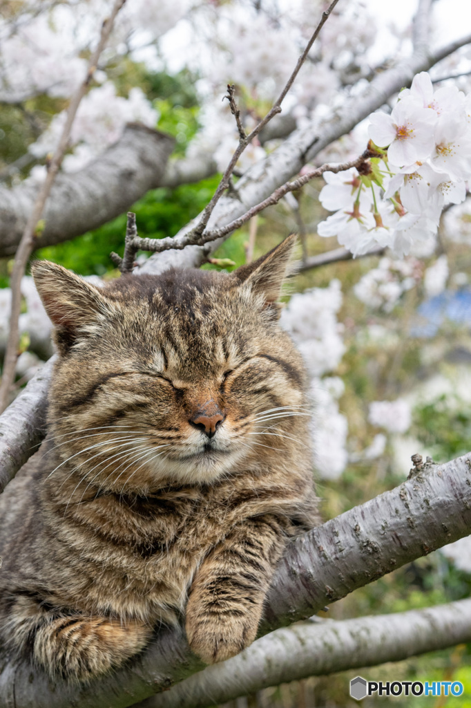 桜の香り
