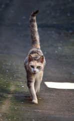 ニャーニャー♫