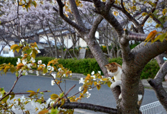 さくら、いいな～～