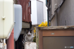 大阪のネコさん