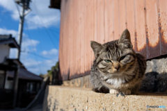 日溜まりのおチビさん