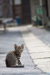 路地裏のおチビさん