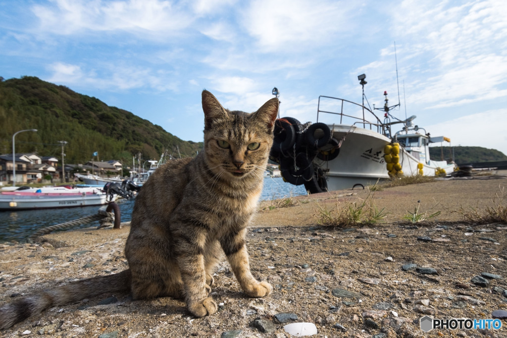 漁港のネコさん