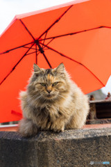 雨に唄えば