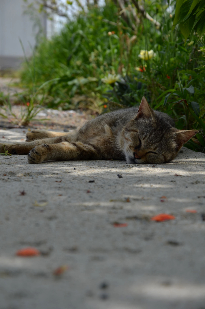 DSC_5200