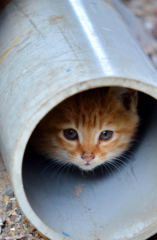 あっち行ってよ！