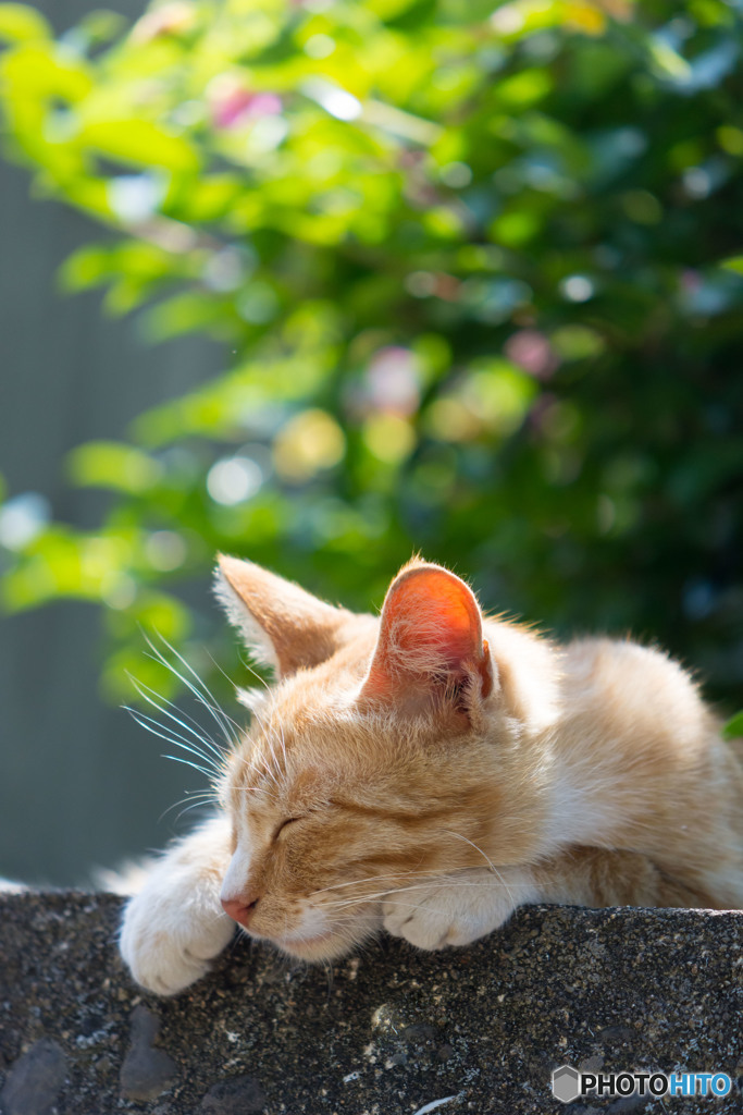 最高気温31°なんですと(´ε｀；)
