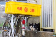 お初の子達。ワタシと仲良くしておくれ～。