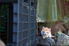 ちーちゃん（1）