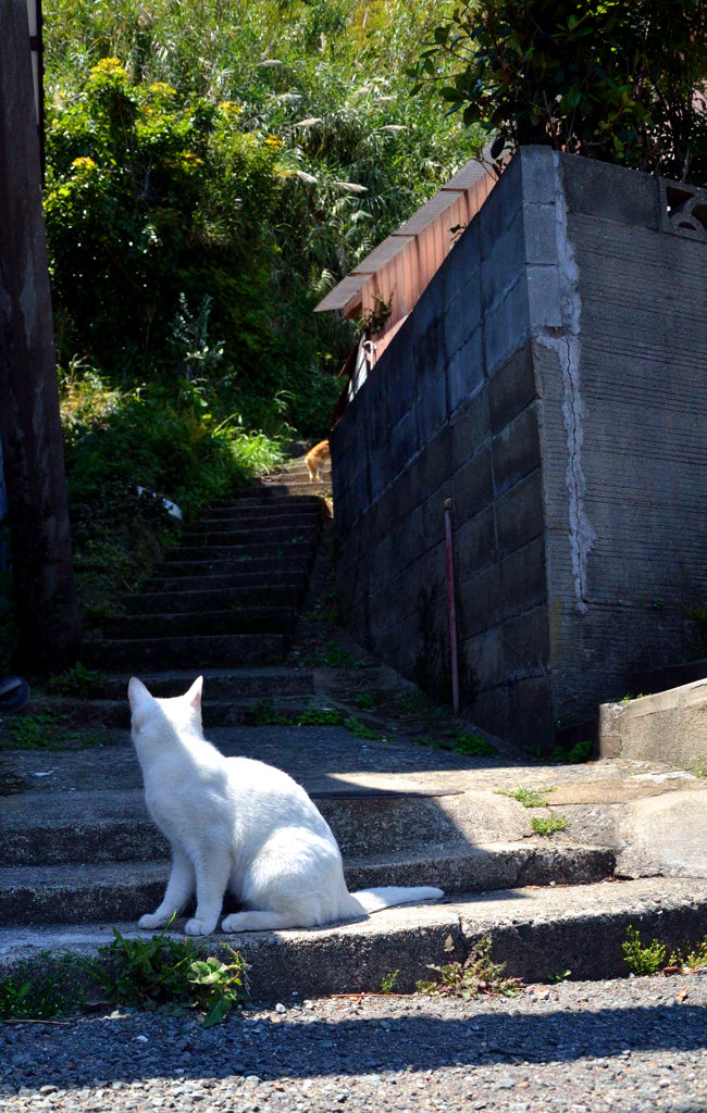 階段の上が気になるシロちゃん