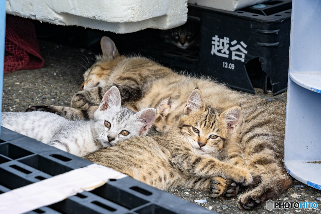 ふかふか枕