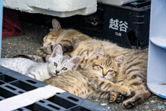 ふかふか枕
