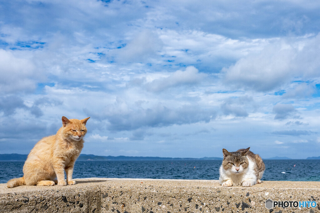 梅雨空とネコさん