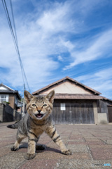 ごきげんネコさん