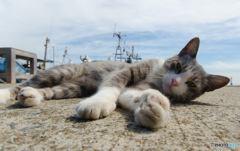 スキのないネコさん