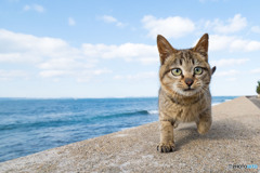 かわいい子がやって来た！