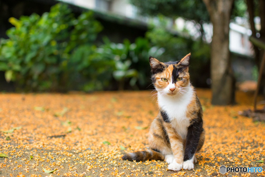 金木犀の香りに包まれて（2）