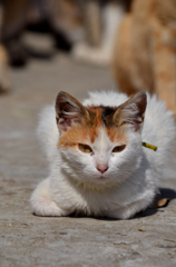 どぞ、よろしくね