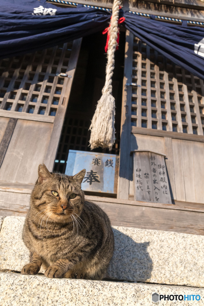 初詣にいらっしゃい