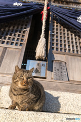 初詣にいらっしゃい