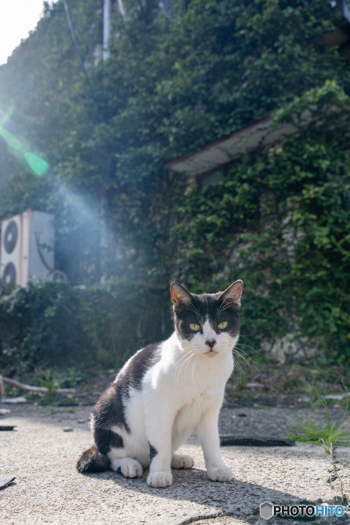 はっちゃん、廃屋の前で