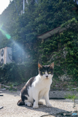 はっちゃん、廃屋の前で