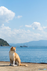 秋空とネコさん。そして海。