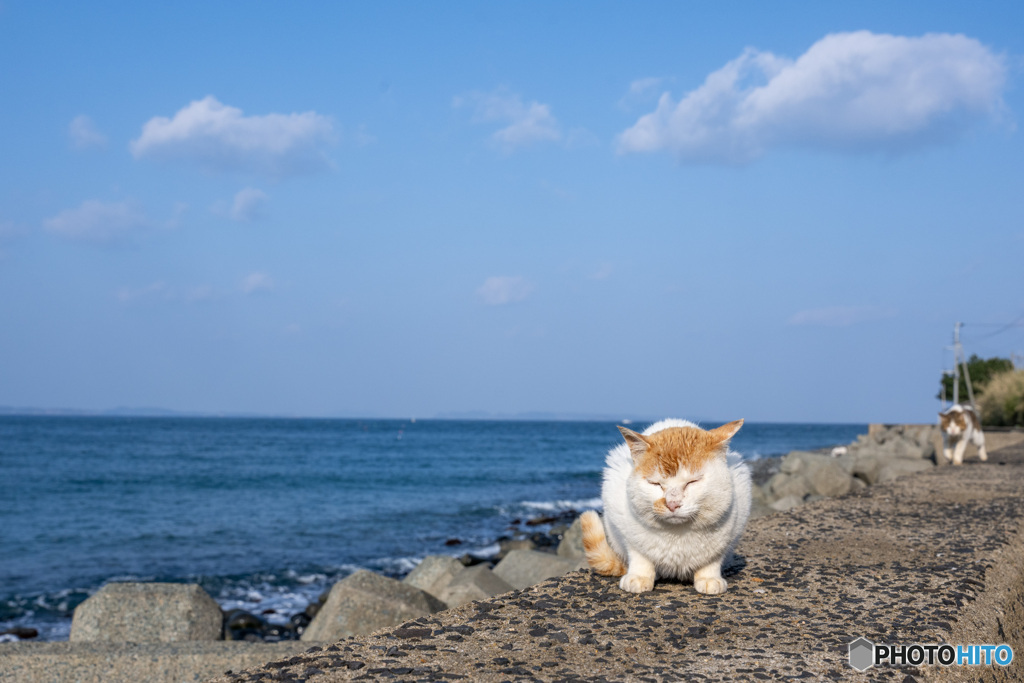 おはようネコさん