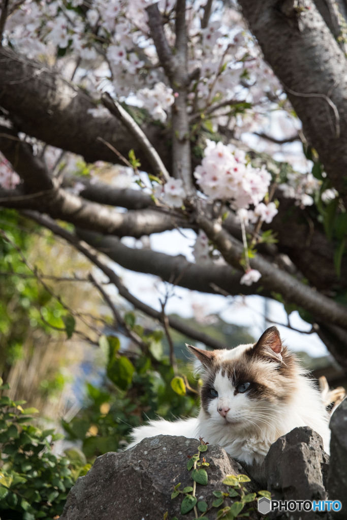 しっとりお花見