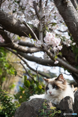 しっとりお花見