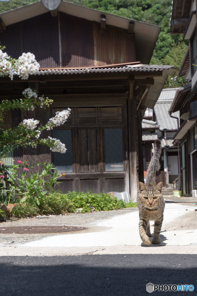 ちょっと待ってにゃ