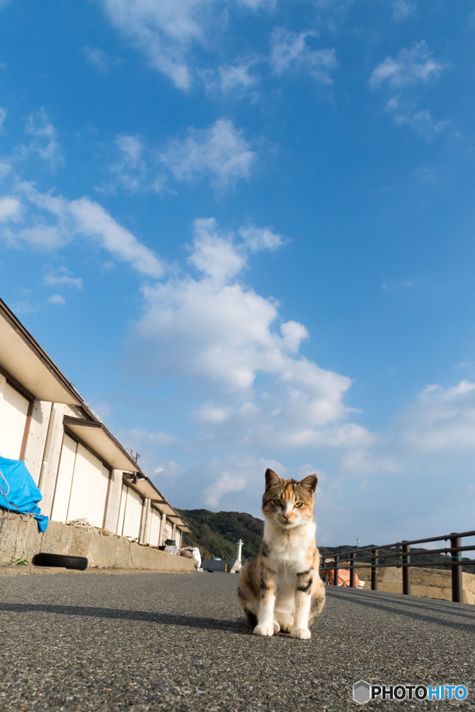 秋空とネコさん