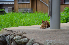 ( ノﾟДﾟ)こんにちは