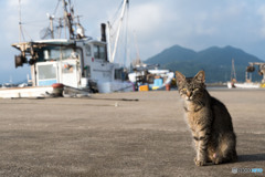 港のお母さん